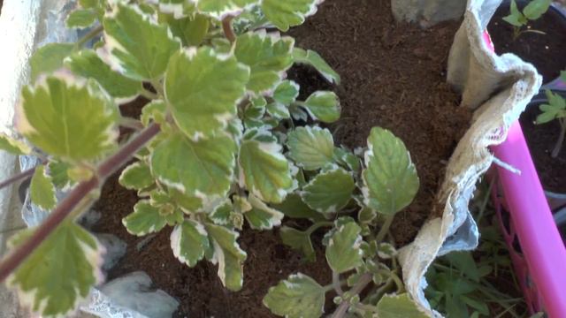 Plectranthus ciliatus - grow, care & replant mosquito смотреть онлайн