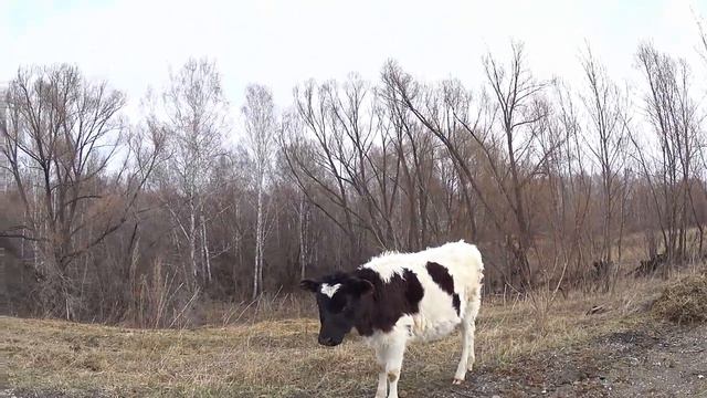 Военная база? Велик съела корова? Весёленький денёк...#Велогид#2 смотреть онлайн
