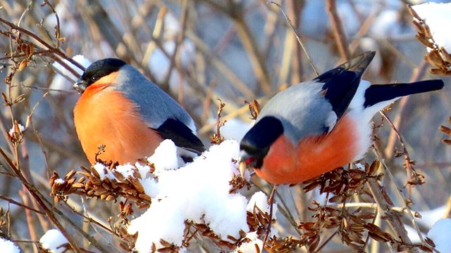 Леонид Агутин и Анжелика Варум - "Февраль" смотреть онлайн