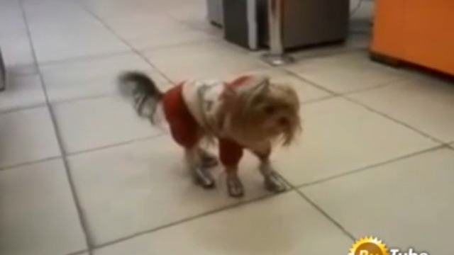 Танцующая собака смотреть онлайн