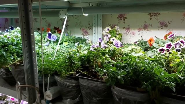 Превращаю дом в джунгли! смотреть онлайн