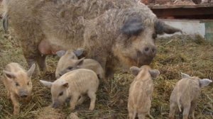 Разведение мангалица как бизнес идея | Венгерская порода свиней мангалица | Сальная порода