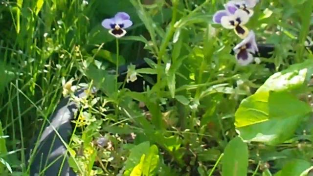 Я МАЛЕНЬКАЯ НА ДАЧЕ СНИМАЮ!! смотреть онлайн