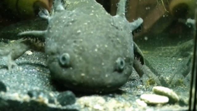 AXOLOTL - Water Dragons смотреть онлайн