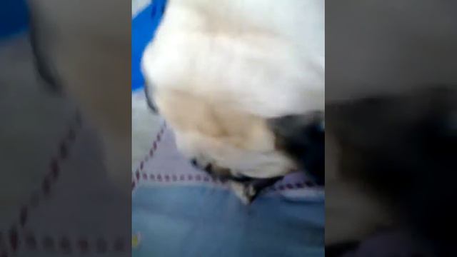 собака с косточкой смотреть онлайн