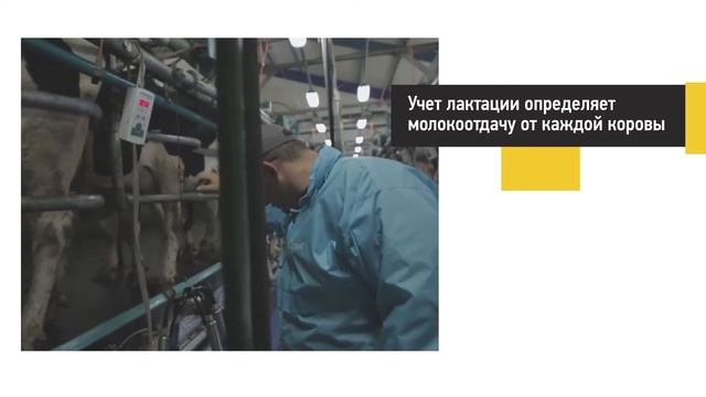 Организация доения на молочно-товарной ферме смотреть онлайн