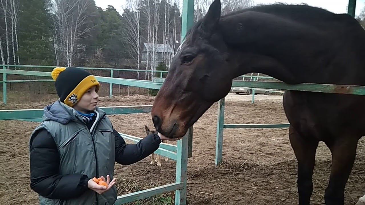 Конь по кличке ЛОВЕЛАЗ ) смотреть онлайн