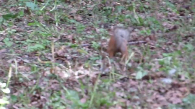 белки в парке им.Гагарина г.Самара смотреть онлайн