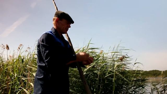 Лебеди в Масловском затоне смотреть онлайн