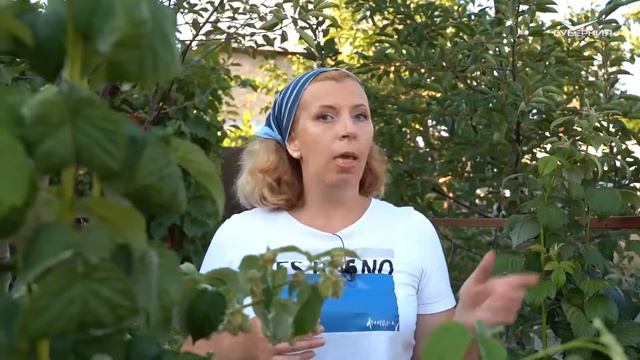 Как ухаживать за малиной? Дачные сезоны смотреть онлайн