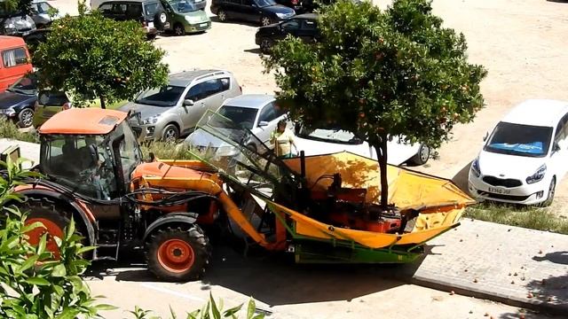 Жизнь в Испании. Уборка мандаринов на улицах Валенсии смотреть онлайн