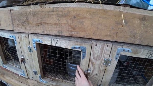 Осмотр кроличьих гнезд. Паноны и Шиншиллы