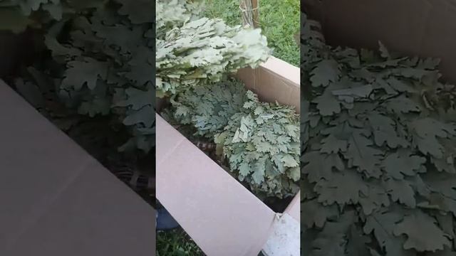 Дубовые веники смотреть онлайн