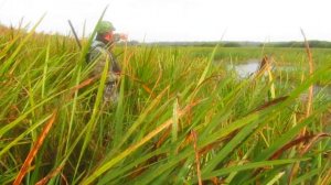 ОТКРЫТИЕ 2018 . СПАНИЕЛЬ НА ОХОТЕ.