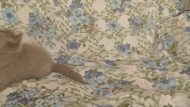Лаудер -лиловый котик смотреть онлайн