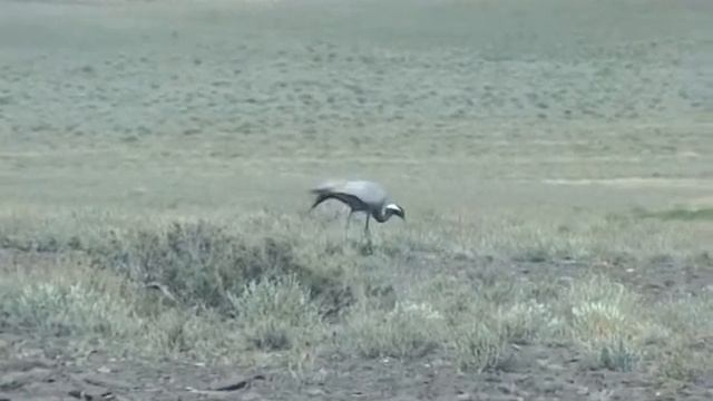 Журавль Красавка 01 смотреть онлайн