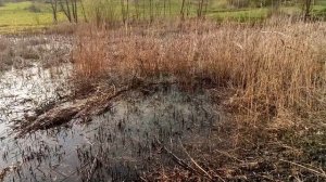 Болото издаёт очень странный звук