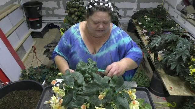 сохраняю маточник бегонии Шардоне