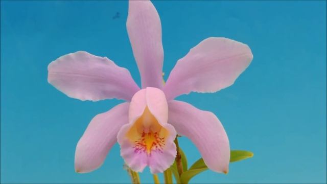 Cattleya forbesii`Mrs Donta' (orchid) смотреть онлайн