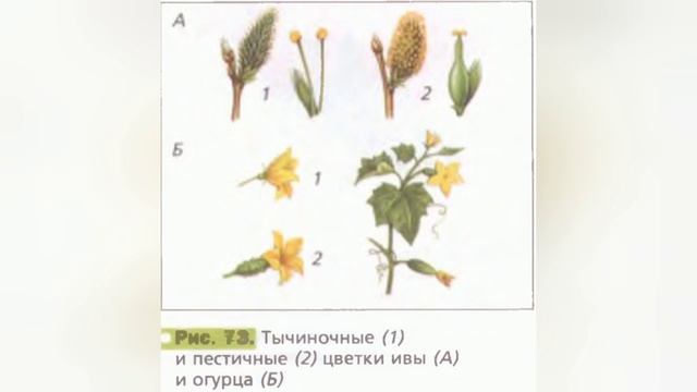 Краткий пересказ §11 Цветок, его строение и значение. Биология 6 класс Пономарёва смотреть онлайн