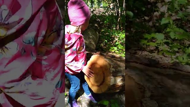 Отгадайте ,сколько лет дереву ? смотреть онлайн