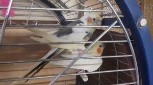 кореллы спариваются, корелла поет, корелла говорит The cockatiel Nymphicus hollandicus