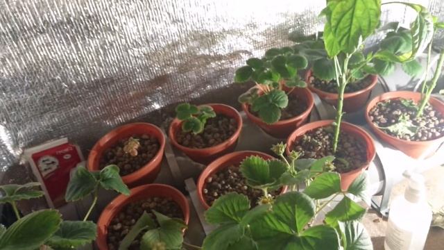 Клубника в квартире под светодиодами на гидропонике и почве. смотреть онлайн