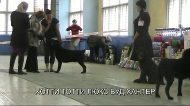 24.10.10. лабрадоры.Кобели юниоры.mp4 смотреть онлайн
