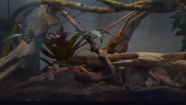 Уход за австралийской квакшей смотреть онлайн