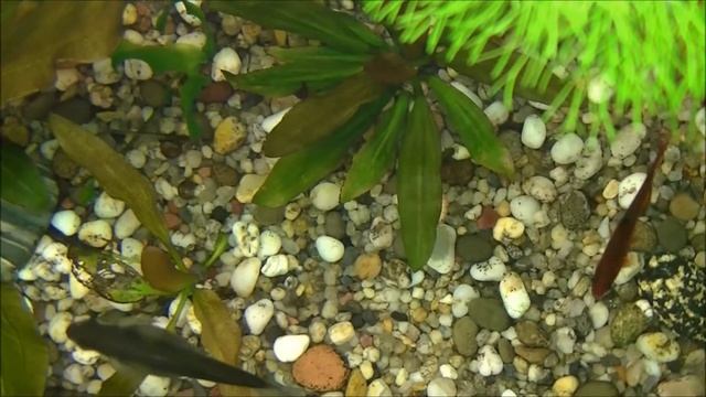 Аквариум Juwel Rio 180_ Природный баланс. Aquarium Juwel Rio 180. The natural balance. смотреть онлайн