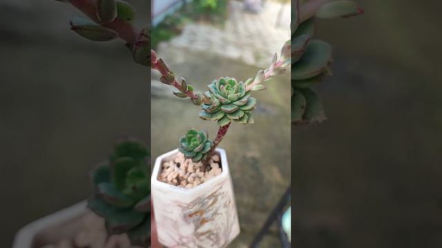 Эхеверия Агнес Роуз 'Echeveria Agnes Rose' смотреть онлайн