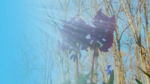 Футаж. Весенние цветы 9