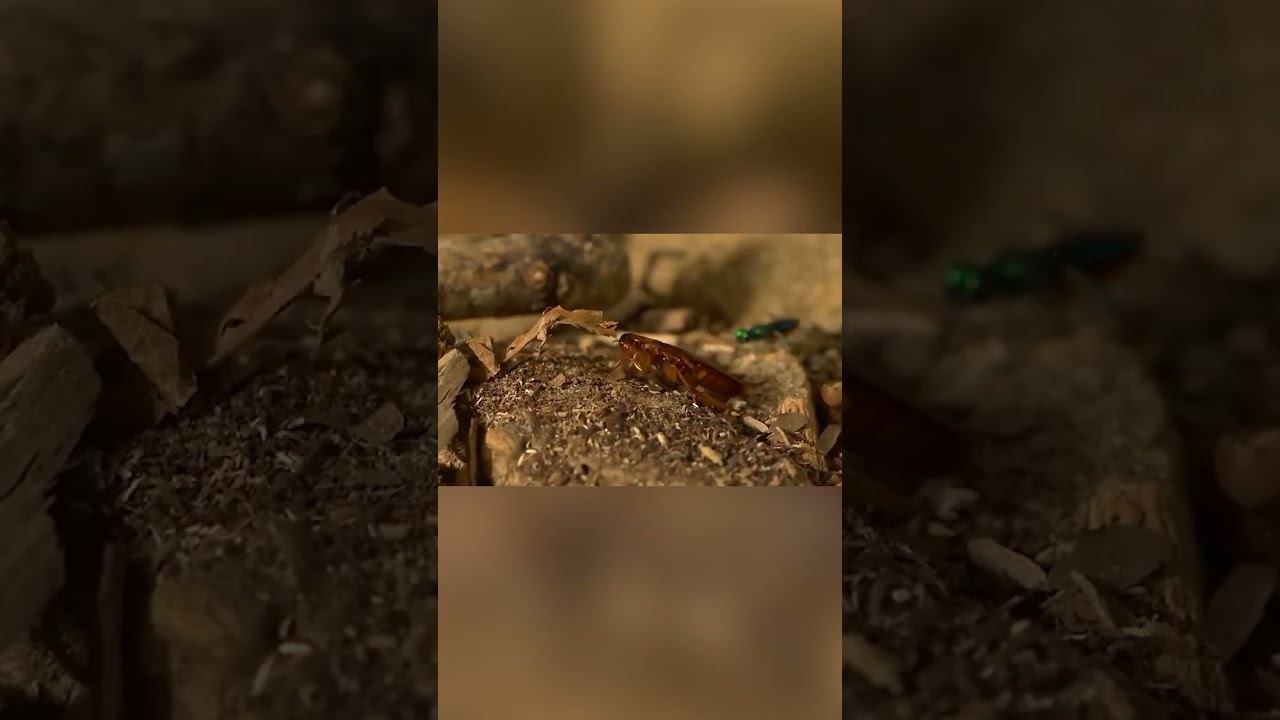 Оса живет в теле таракана смотреть онлайн