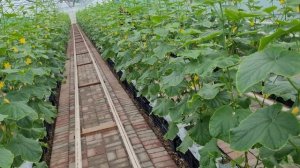 Летний сезон первые сборы огурца