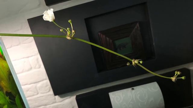 Echinodorus Hadi Red Pearl Эхинодорус Хади Красный Жемчуг смотреть онлайн