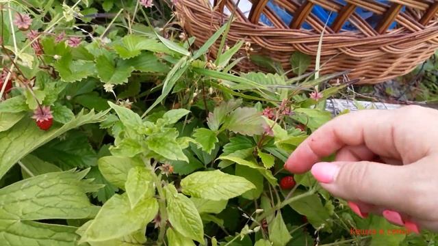 ВОЛОГДА / ЗЕМЛЯНИКА ЛЕСНАЯ. смотреть онлайн