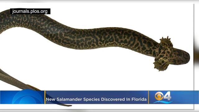 New Salamander Species Discovered In Florida смотреть онлайн