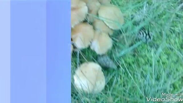 17 ноября 2017 г. смотреть онлайн