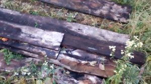 Посадка шампиньонов на даче, простой способ