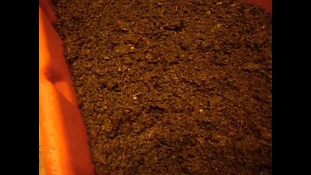 Как правильно заложить коконы червя в субстрат/Разведение червя дендробена смотреть онлайн