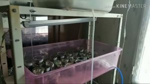 Автополив рассады для ленивых! Все просто и без лишних затрат!