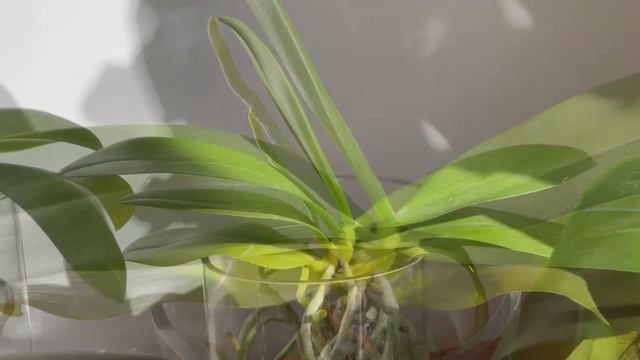 Phalaenopsis Orchid Care: How to Induce Flower Spikes смотреть онлайн