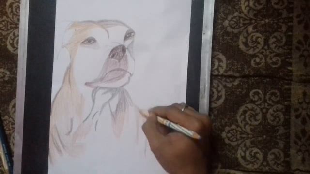 How to Labra dog drawing | pencil colour dog sketch | super art 123 смотреть онлайн