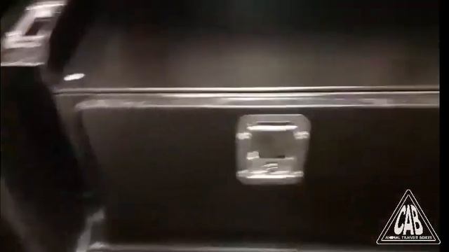 Ford Ranger Raptor with CAB2 Dog Box, Double Drawer Unit & Side Pods смотреть онлайн