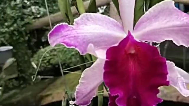 Cattleya Dominiana