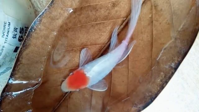 The Making of Koi Fish on a Leaf 3D Resin Painting смотреть онлайн