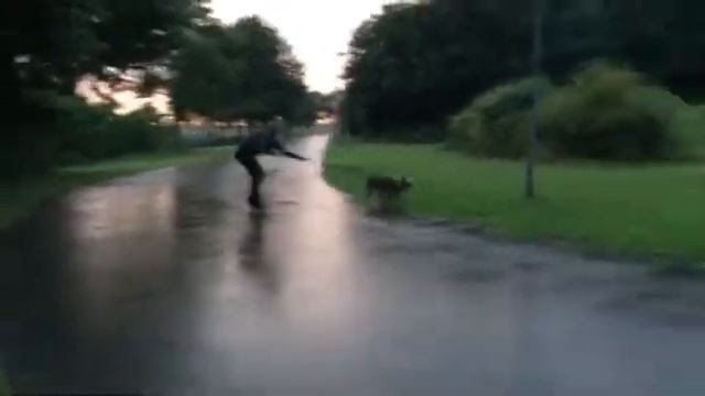 extreme pitbull skateboarding, экстремальный скейтбординг питбуль, extreme pitbull deskorolce смотреть онлайн