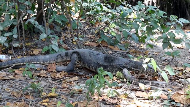 Varans Of The Island Of Racha Ai (Koh Racha Yai) .Вараны острова Рача Ай (Koh Racha Yai) . Таиланд.