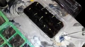 Уход за редиской на подоконнике