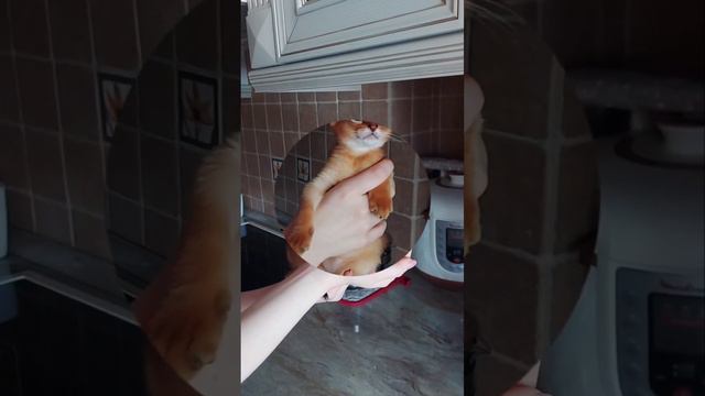 💞WhatsApp: 8-925-570-20-51 #абиссинскаякошка #котики #котята #абиссинскиекотята #абиссин смотреть онлайн